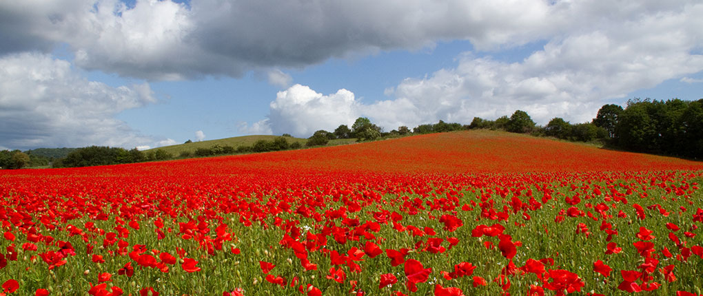 slider-poppies